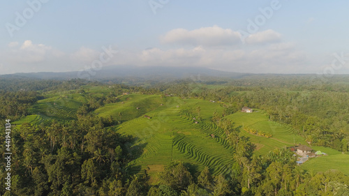 aerial view green rice terrace and agricultural land with crops. farmland with rice fields agricultural crops in countryside Indonesia,Bali