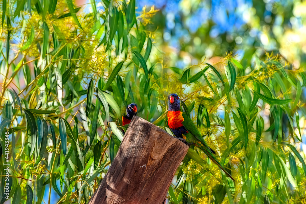 Rainbow Lorikeet - Trichoglossus moluccanus- species of parrot from Australia,
