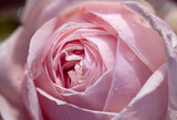 Rose macro. Gentle romantic love Background. Blur