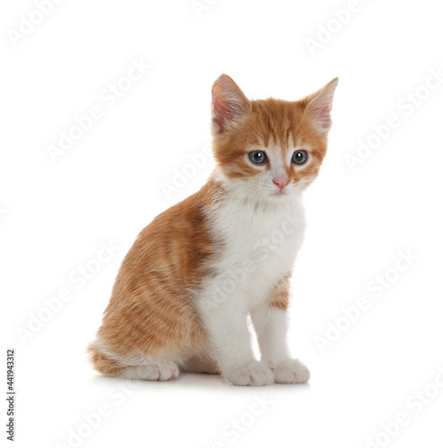 Cute little kitten sitting on white background