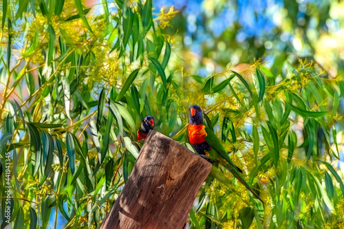 Obraz na płótnie Rainbow Lorikeet - Trichoglossus moluccanus- species of parrot from Australia, w salonie