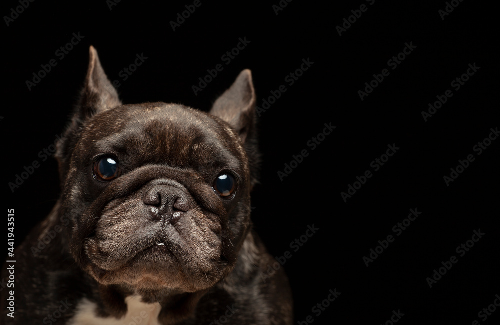image of dog dark background 