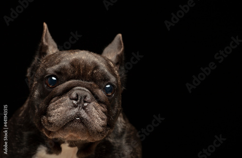 image of dog dark background 