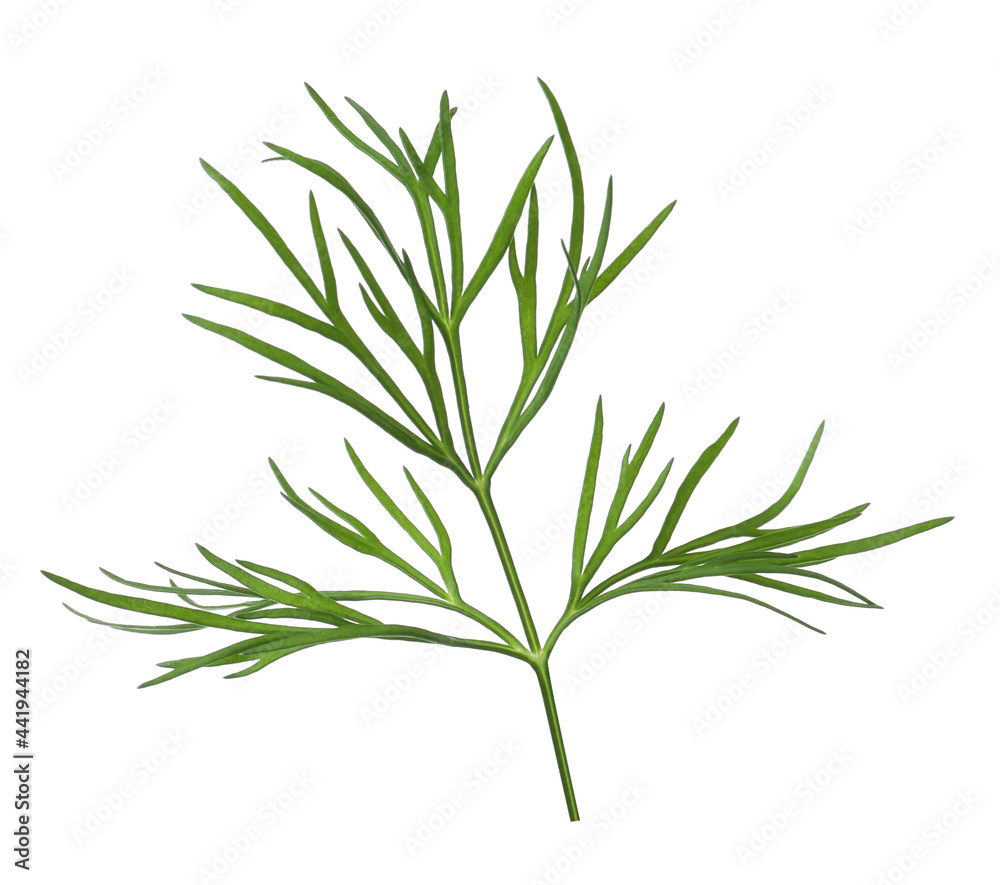 Sprig of fresh dill isolated on white Sprig of fresh dill isolated on white