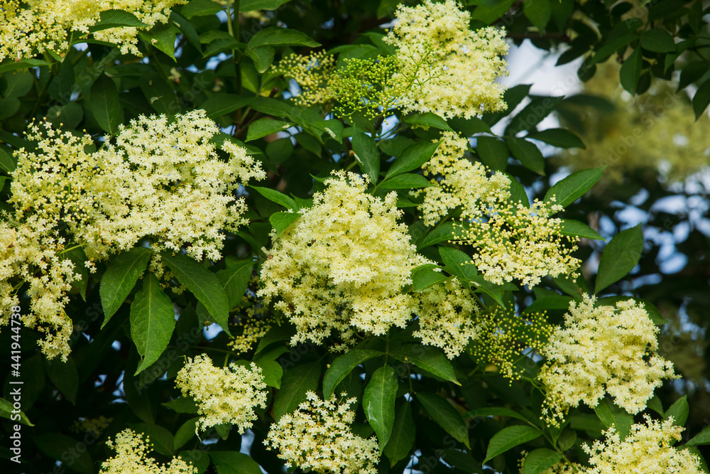 The blooming tree of the white elderberry flower The blooming tree of the white elderberry flower