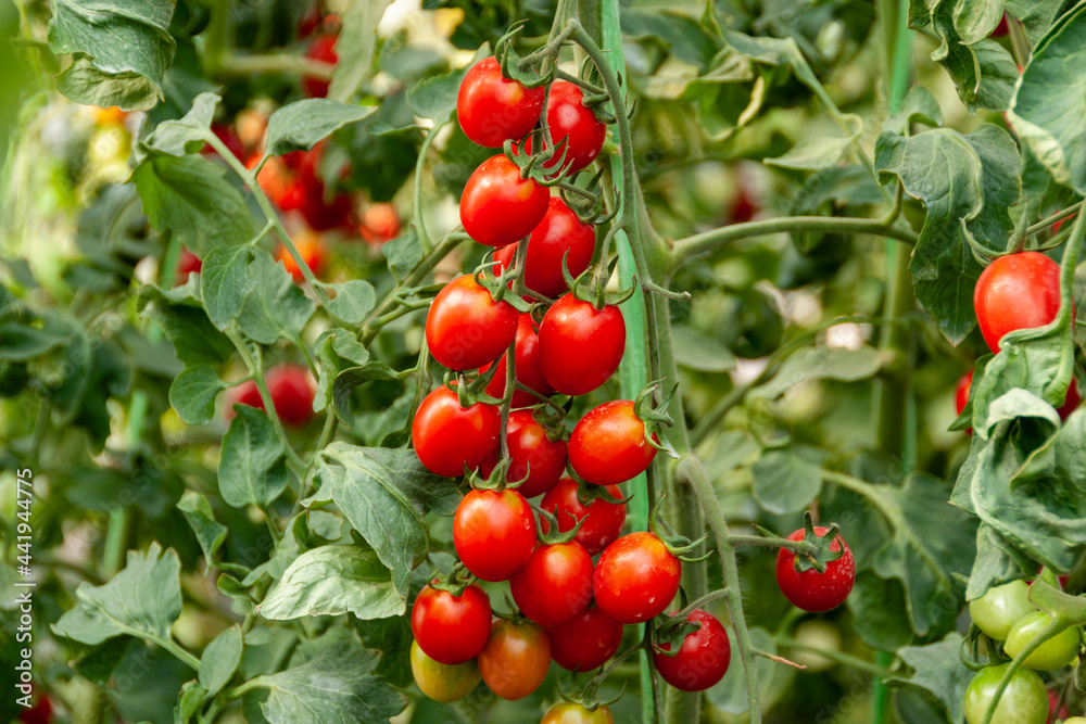 Branch of fresh red cherry tomatoes on tree in organic farm.