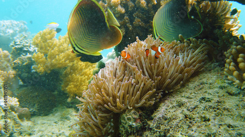 Clown fish and sea anemone, natural symbiosis. Coral reef with fishes. Tropical underwater sea fishes.
