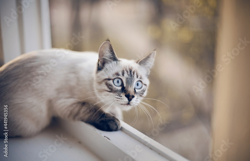 Portrait of a surprised Thai cat lying on the windowsill. © Azaliya (Elya Vatel)