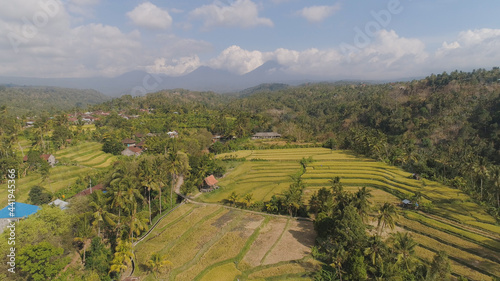 aerial view rice fields, terrace and agricultural land with crops at sunset. aerial view farmland with rice terrace agricultural crops in countryside Indonesia,Bali