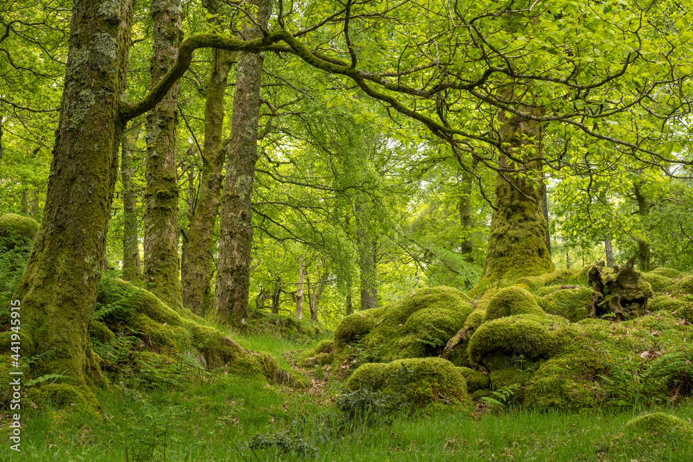 Fototapeta premium green forest on a spring morning 2555