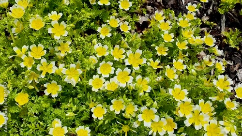 Poached egg plant, (Limnanthes douglasii) a common annual garden flower plant growing throughout spring summer and autumn and sometimes called Meadowfoam, video footage clip photo