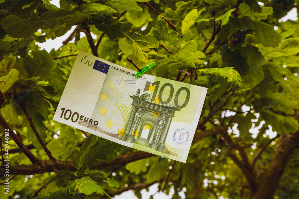 One hundred Euro bill on the tree