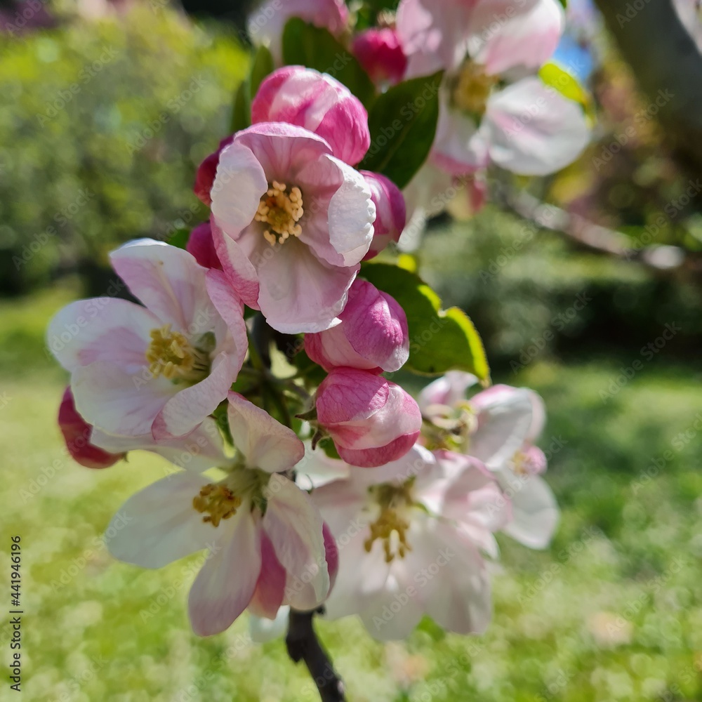 tree blossom tree blossom