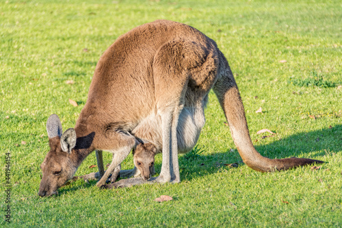 Western Grey Kangaroo (Macropus fuliginosus) with joey in pouch , Western Australia.