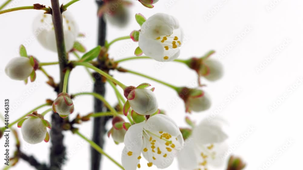 Spring flowers opening. Beautiful Spring Apricot tree blossom open timelapse, extreme close up. Time lapse of Easter fresh pink blossoming apricot closeup. Blooming backdrop on white 4K UHD video. Spring flowers opening. Beautiful Spring Apricot tree blossom open timelapse, extreme close up. Time lapse of Easter fresh pink blossoming apricot closeup. Blooming backdrop on white 4K UHD video.