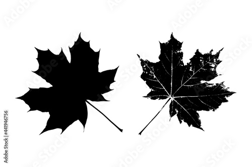 Black leaves silhouette isolated on white background. Realistic foliage. Canadian maple. Stencil plant. Vector illustration, EPS 10.