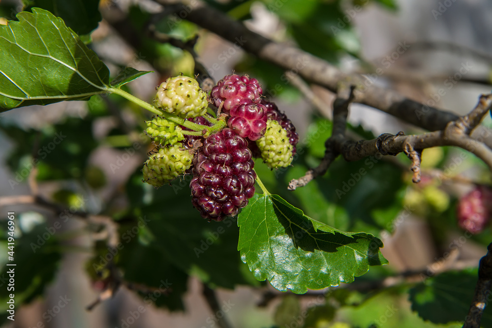 Mature and green mulberry fruits. Mature and green mulberry fruits.
