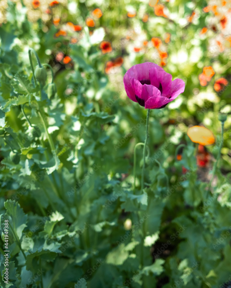 Close and selective focus on a purple poppy flower against a soft and out of focus background Close and selective focus on a purple poppy flower against a soft and out of focus background