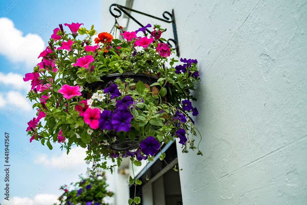 Close up of a hanging basket of pretty flowers on the wall of a traditional building. Close focus, shallow depth of field and bokeh