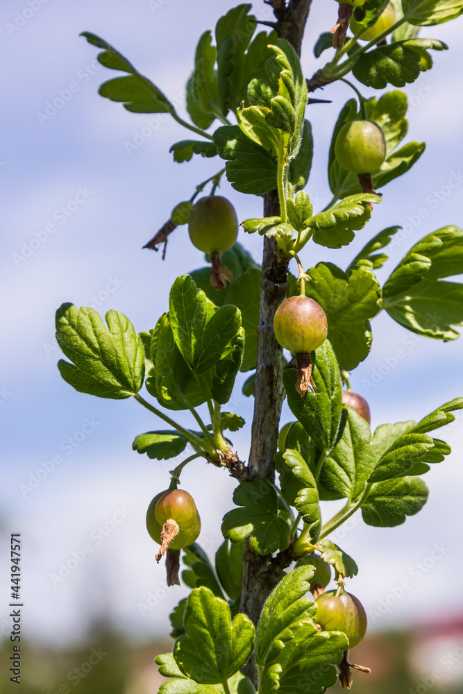 gooseberry fruits in the garden on a sunny day