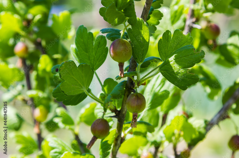 gooseberry fruits in the garden on a sunny day gooseberry fruits in the garden on a sunny day