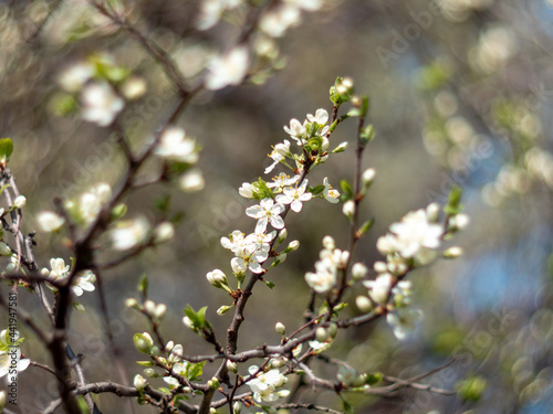 blossoming apple tree © Atuan