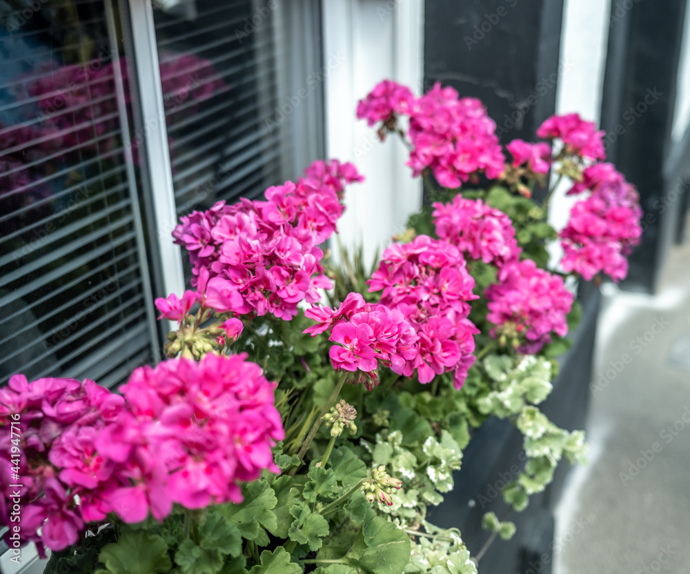 Close up of pretty pink geranium flowers in a window box with selective focus, shallow depth of field and bokeh