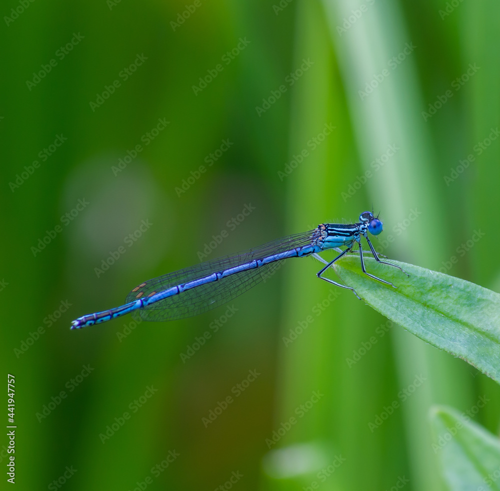 dragonfly on a green leaf in summer near the river dragonfly on a green leaf in summer near the river