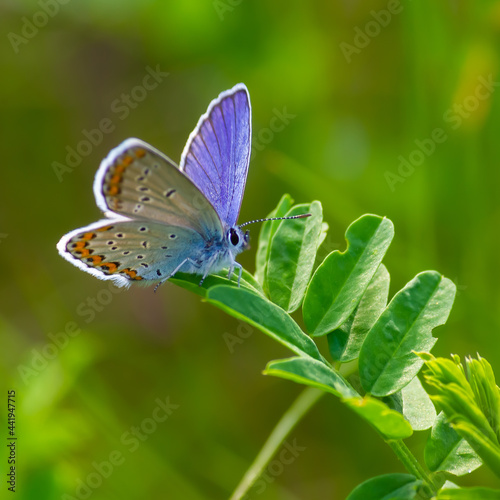 blue butterfly sitting on the green grass in the field. summer sunny day © Oleh Marchak