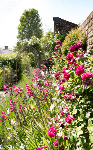 Pretty pink flowers and geraniums growing in an English country garden. Captured on a bright and sunny day