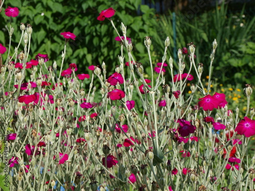 Coquelourde des jardins Silene coronaria Lychnis coronaria