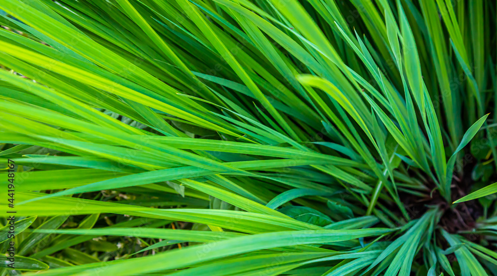 green leaves of plants in the garden. texture green leaves of plants in the garden. texture