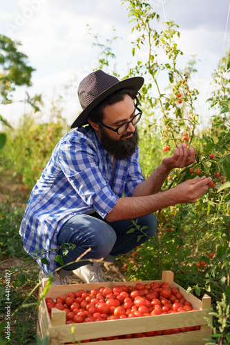 Fotografia, Obraz Young farmer gathering tomatoes in his garden