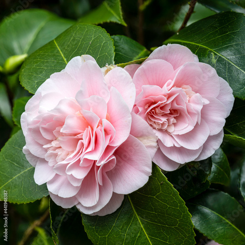 Fototapeta Naklejka Na Ścianę i Meble -  Japanese Camellia flowers 