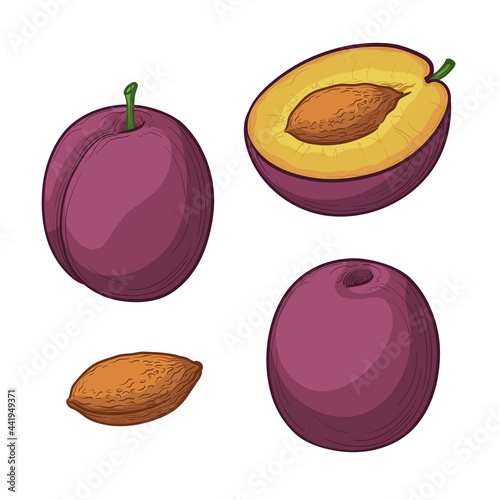Plum, half a plum and a slice, isolated on a white background. Vector illustration in cartoon style.