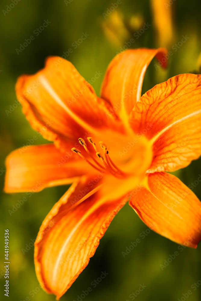 orange flower closeup orange flower closeup