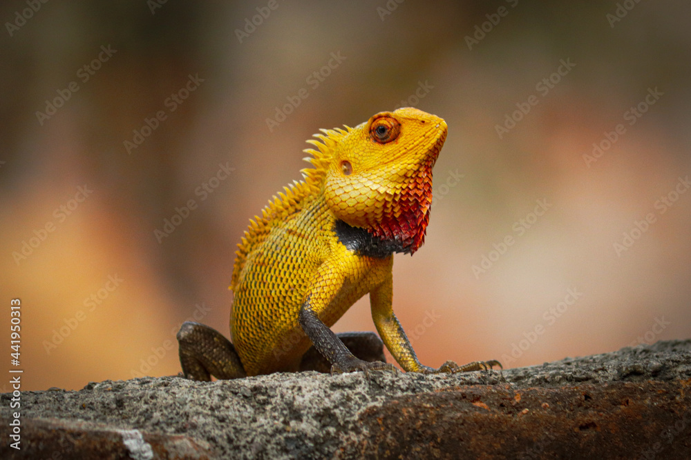 lizard on a tree lizard on a tree