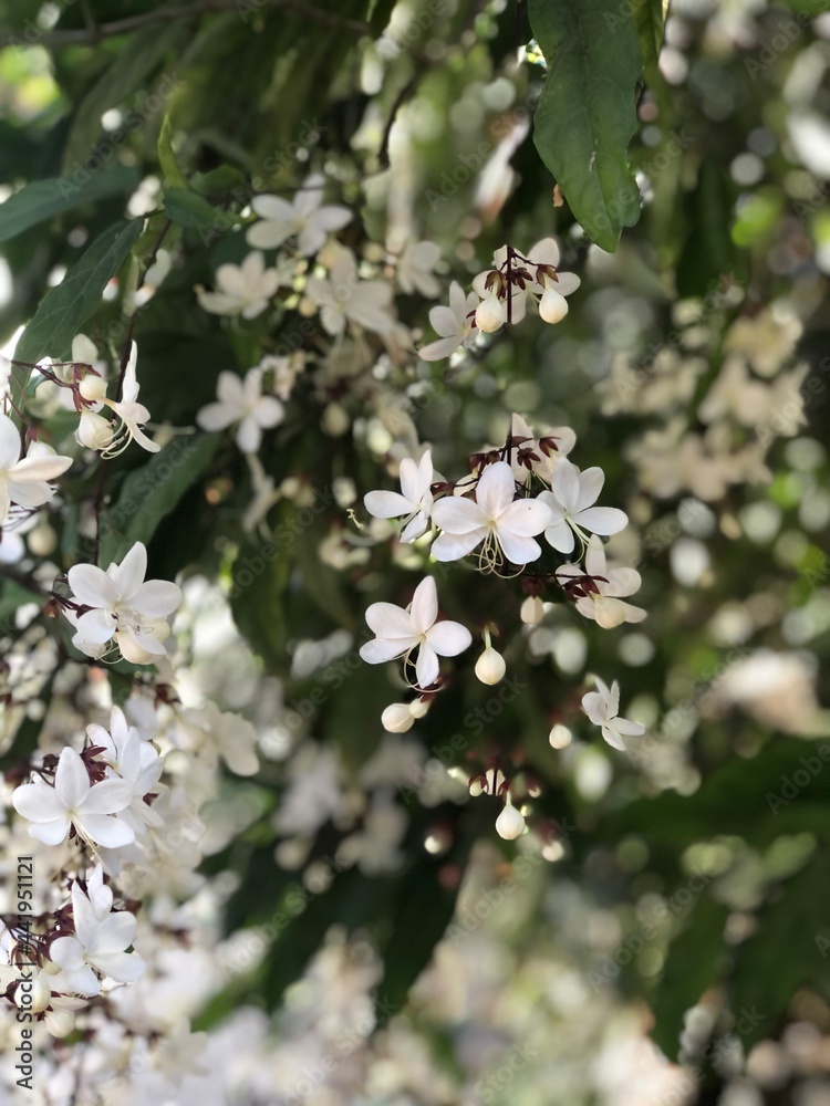 Naklejka premium Clerodendrum wallichii (Wallich's glorybower)