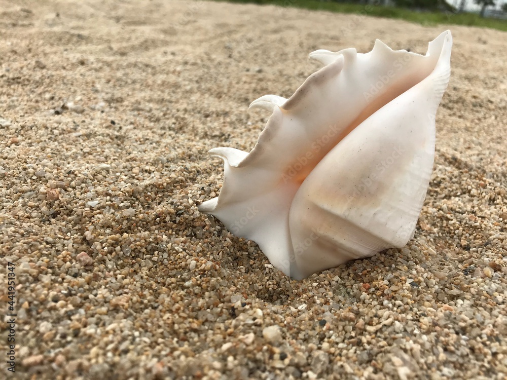 浜辺の貝殻 浜辺の貝殻