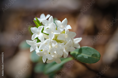 Daphne blagayana protected flower in Slovenia photo