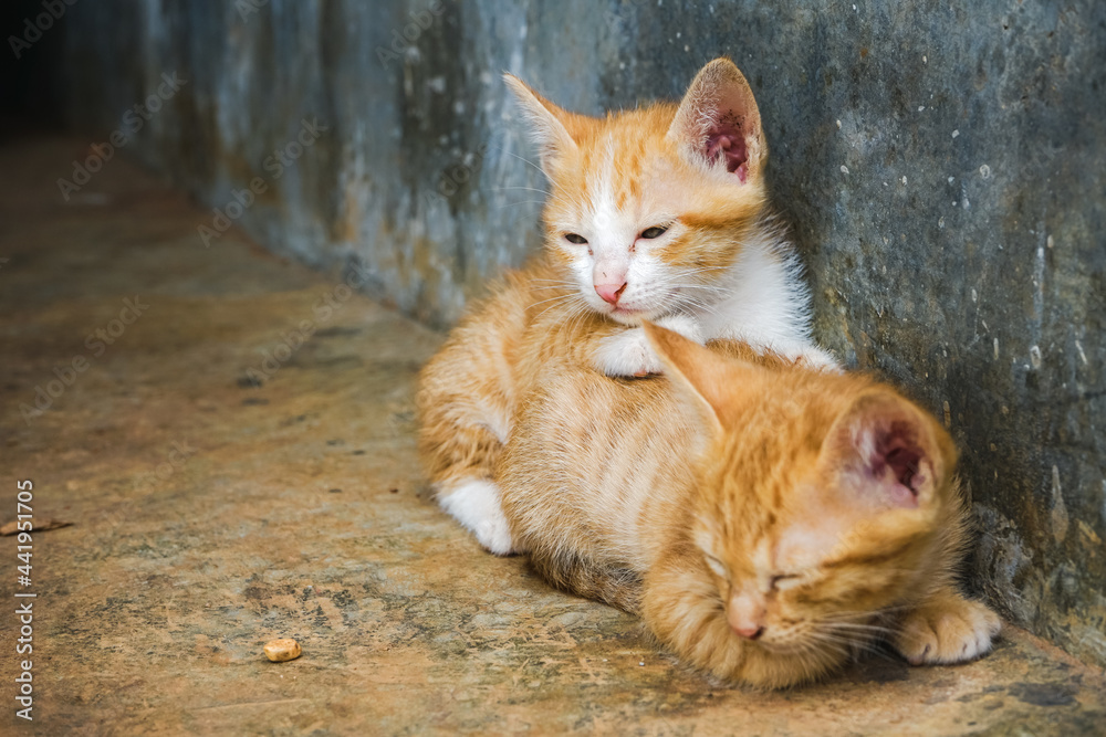 cute kitten learning to walk cute kitten learning to walk