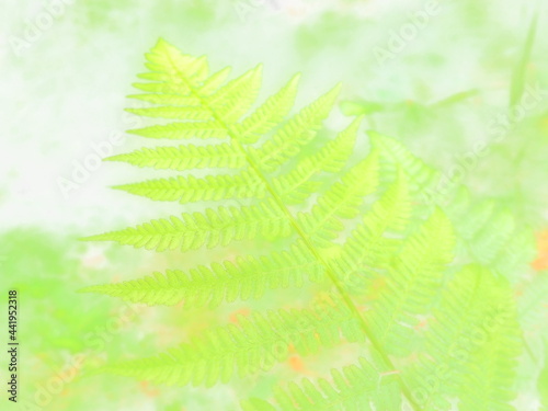 Fern-shaped plant in the forest. Beautiful graceful green leaves. Polypodiphyta, a department of vascular plants that includes modern ferns and ancient higher plants. Abstract background photo