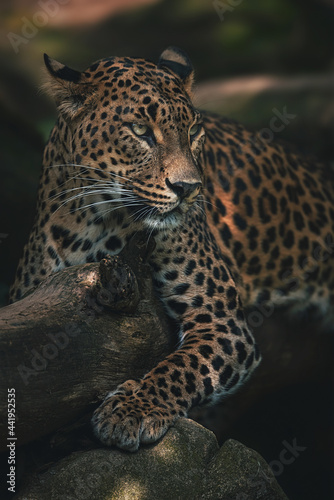 close up of leopard