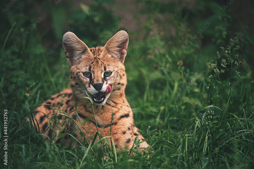 serval in grass serval in grass