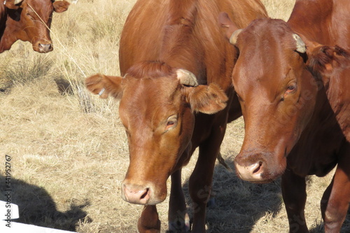 Closeup of cows faces