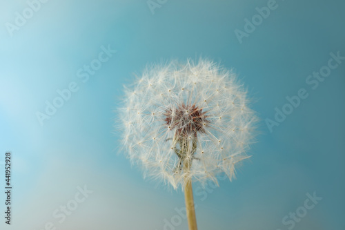Beautiful dandelion flower on light blue background  closeup