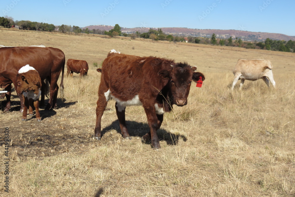 Closeup portrait photograph of a brown cow calf with a red ear tag standing on a golden grass field landscape with cattle in the background