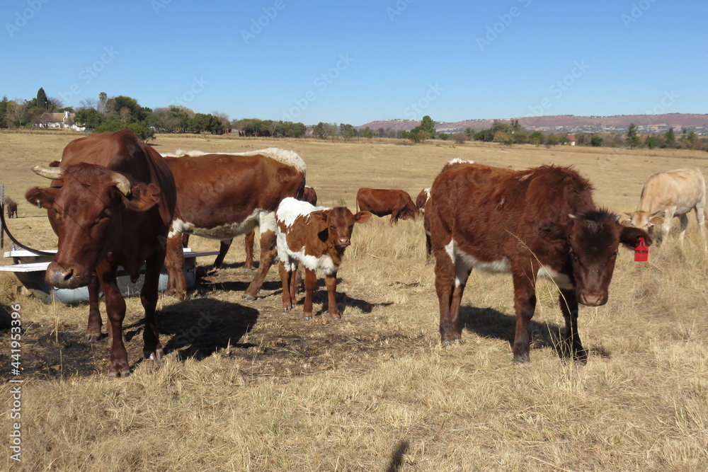cows and calves in a field. Winter's brown grass field landscape view