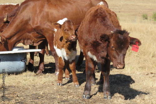 Closeup portrait. A brown cow standing next to her calf in a field