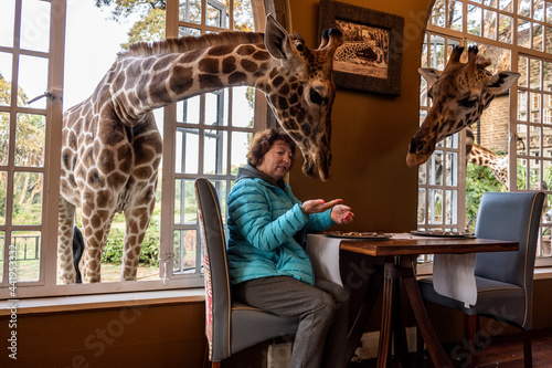 Canvas Print giraffes from the forest came to the people for breakfast